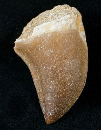 Mosasaur (Eremiasaurus) Tooth #13795